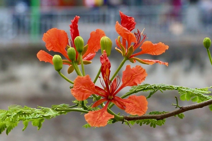  They appear in corymbs along and at the ends of branches, adorning the streets of Hanoi every Summer.